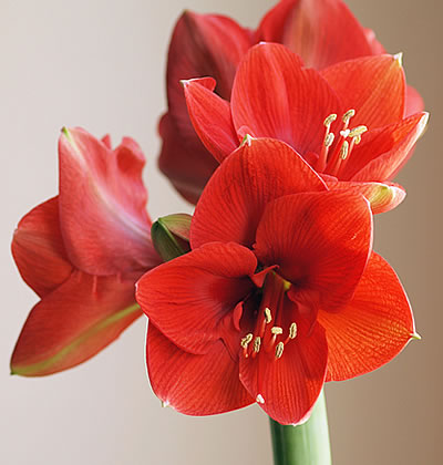 Amaryllis