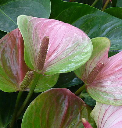 Flamingoblume (Grosse)