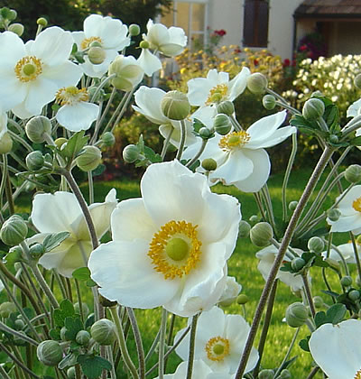 Herbst-Anemone