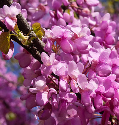 Judasbaum (Gewöhnlicher)