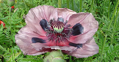 Mohn (Türkischer