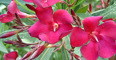Oleander
