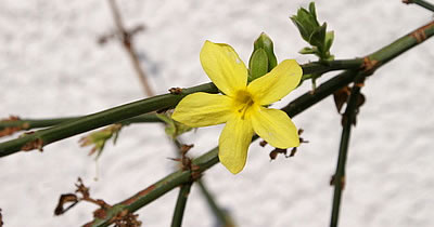 Winter-Jasmin