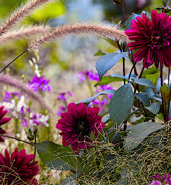 Dahlien – lange Blütezeit und reichlich Schnittblumen