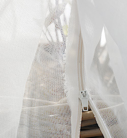 Die Kirschessigfliege schadet nicht nur Kirschen