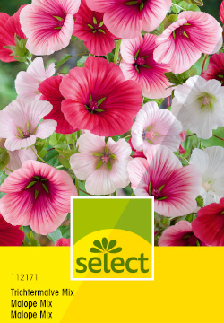 Nostalgische Blütenträume