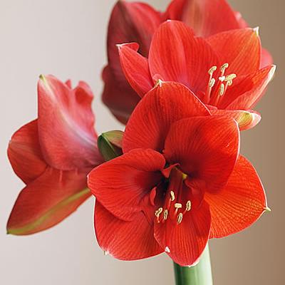 Amaryllis