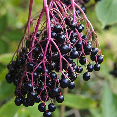 Holunder (Schwarzer)