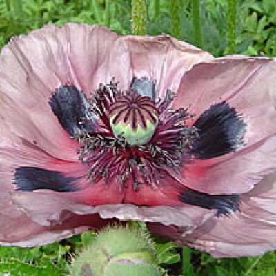 Mohn (Türkischer