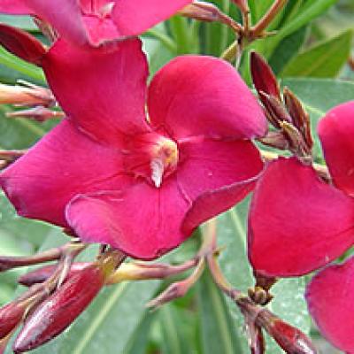 Oleander