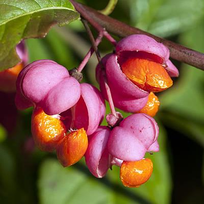 Pfaffenhütchen (Gewöhnliches)