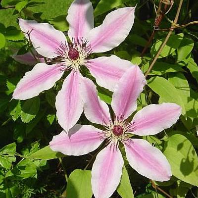 Waldrebe (Grossblütige)