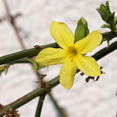 Winter-Jasmin